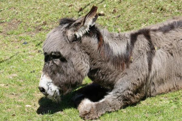 Donkey with dark hair lying on the ground — Stock Photo, Image