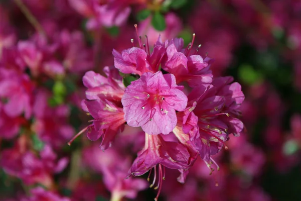 Macro de uma flor roxa delicada na primavera — Fotografia de Stock