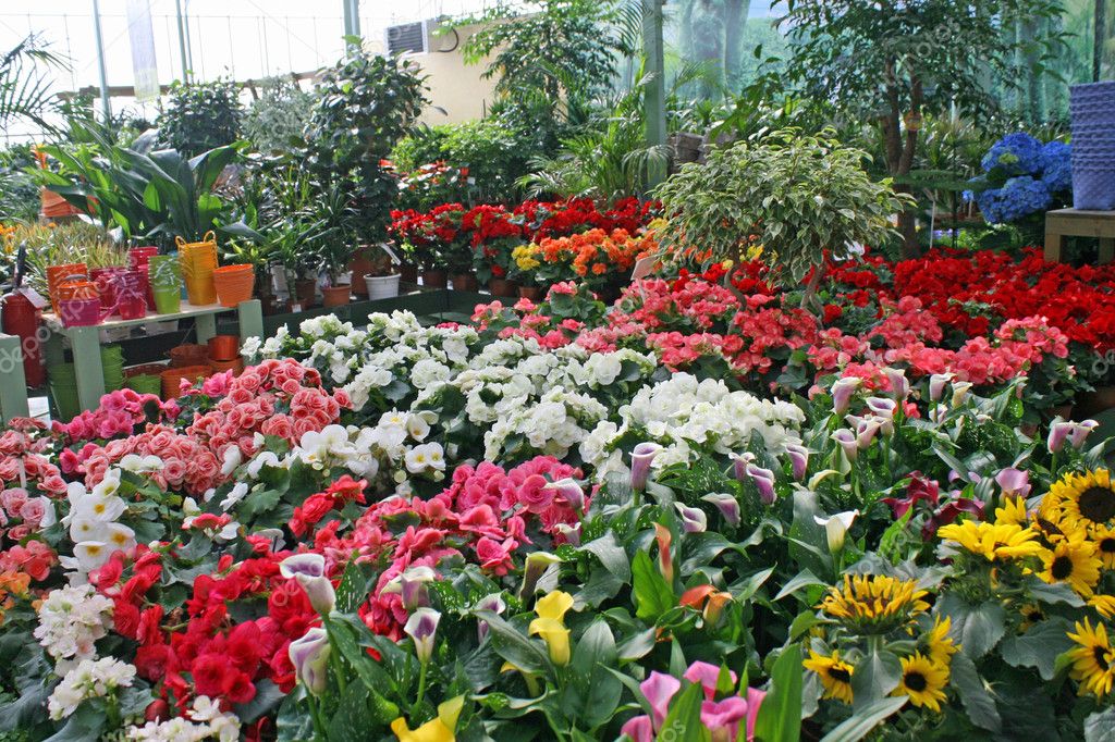 Sunflowers for sale by a florist in a nursery of flowers — Stock Photo