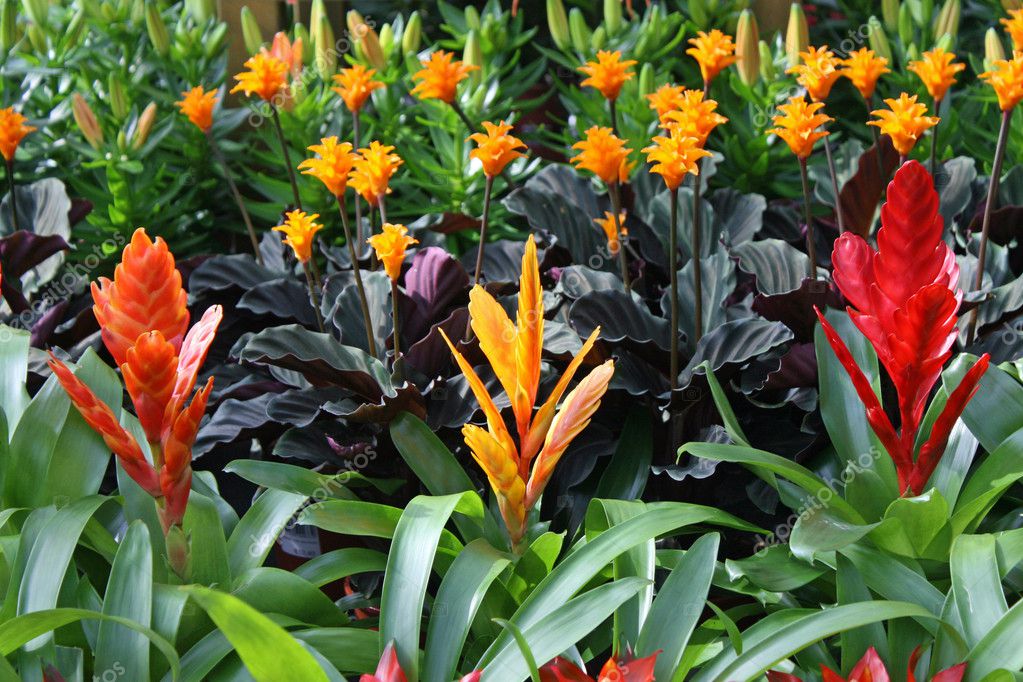 Plants for sale from a florist in a nursery of flowers Stock Photo by ...