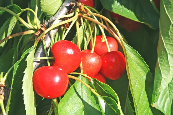 Ramo de cerezas rojas y jugosas con hojas en el árbol — Foto de Stock