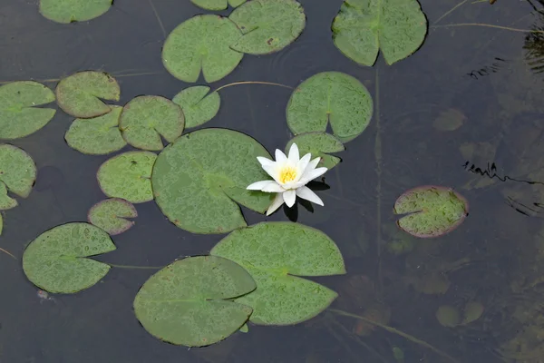 水と緑の葉と白い水ユリの池 — ストック写真