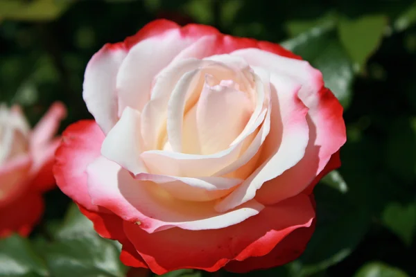 Rosas vermelhas e rosa delicadas no jardim na primavera — Fotografia de Stock