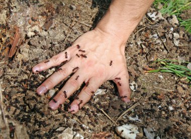 Baby's hand covered with jagged ants clipart