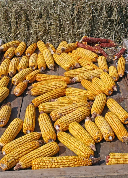 Csokor sárga kukorica a mezőgazdasági termelő a betakarítás után — Stock Fotó