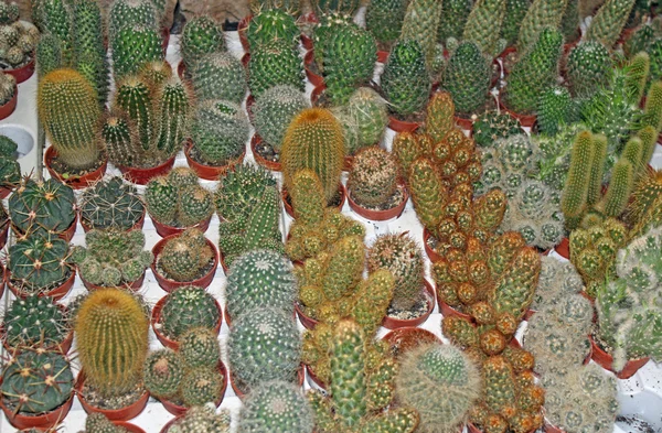 Serie av stickande kaktus till salu i ett växthus — Stockfoto