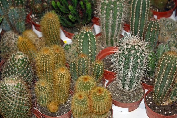 Serie av stickande kaktus till salu i ett växthus — Stockfoto