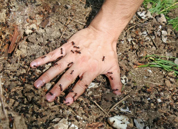 Baby's hand bedekt met gekartelde mieren — Stockfoto
