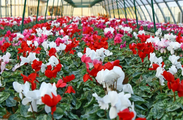 Série de vases de fleurs violettes et cyclamen dans une serre — Photo