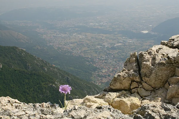 Paarse bloem op de rand van een ravijn in de bergen — Stockfoto