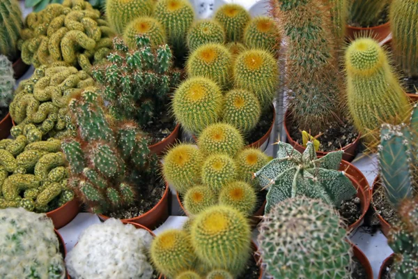 Series of pungent cactus for sale in a greenhouse — Stock Photo, Image