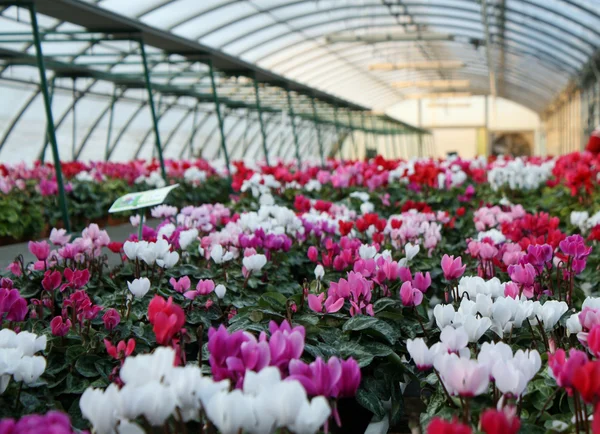 Ibolya virágok és a Ciklámen, az üvegházhatást okozó vázák sorozata — Stock Fotó