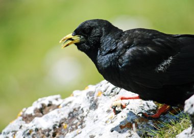 Blackbird açık sarı gagası ile