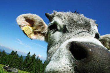 Ce and nose of the cow mountain photographed with macro close clipart