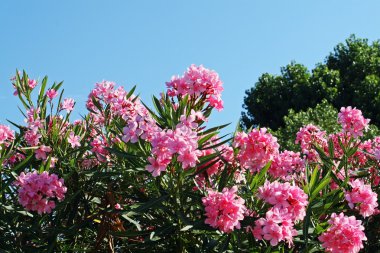 Pink rhododendron blossoms on a sunny day in summer clipart