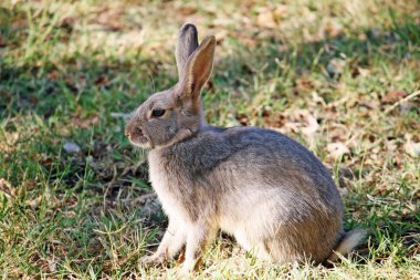 Brown rabbit with long ears on the lawn clipart