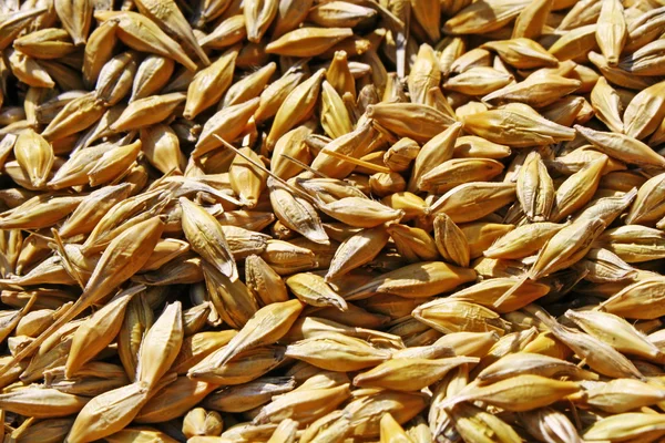 Collection of seeds of wheat ready for grinding — Stock Photo, Image