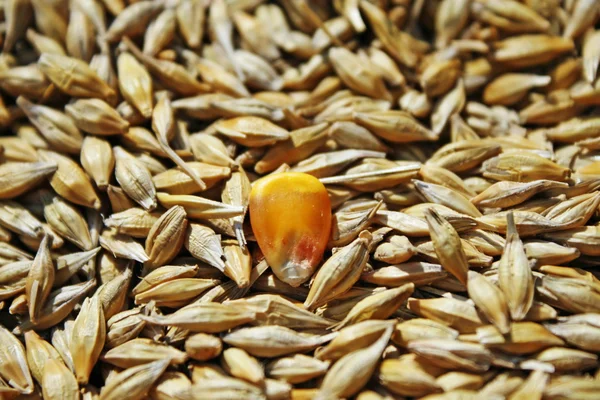 Sementes de trigo e de milho amarelo — Fotografia de Stock