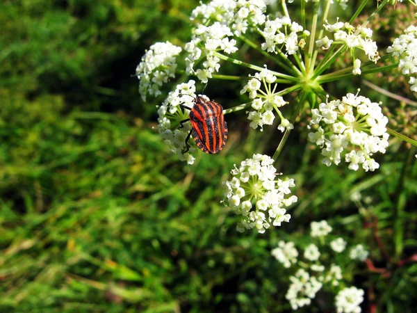 Rode en zwarte insect op de bloem — Stockfoto