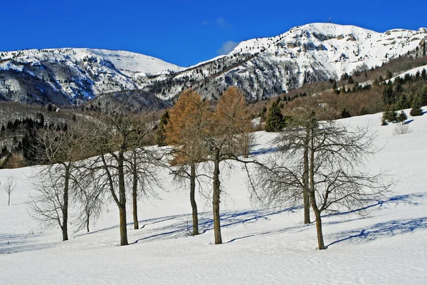 Árboles solitarios en la nieve del prado en un frío día de invierno — Foto de Stock