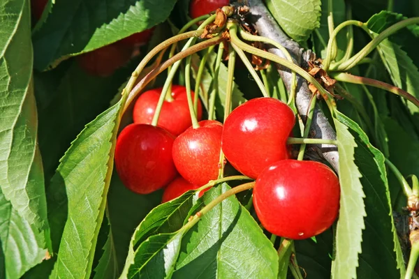 Massa röda och saftiga körsbär med blad på trädet — Stockfoto
