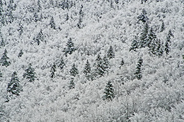 Snowy árvores brancas nas montanhas em um inverno frio — Fotografia de Stock