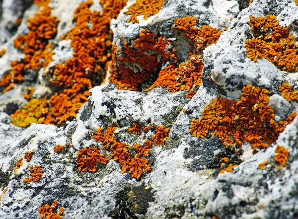 Πορτοκαλί βρύα και λειχήνες για το βράχο στερεά γκρι — Φωτογραφία Αρχείου