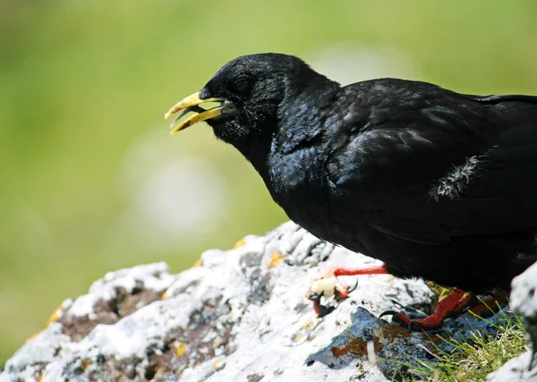 Blackbird, egy sárga nyitott csőr — Stock Fotó