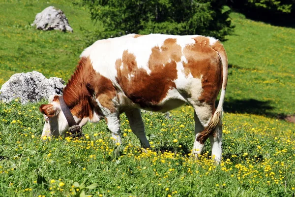 White and brown cow eats the grass of a lawn in the summer in the mountains — Stock Photo, Image