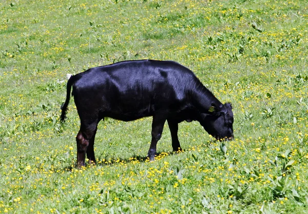 Black cow grazing on the lawn while the grass green mountains — Stock Photo, Image