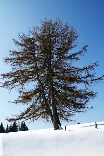 Árbol solitario en la nieve en invierno en los Alpes italianos —  Fotos de Stock
