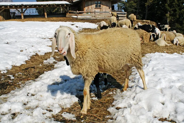 Ovelhas pastando nas montanhas na neve em busca de grama para comer — Fotografia de Stock