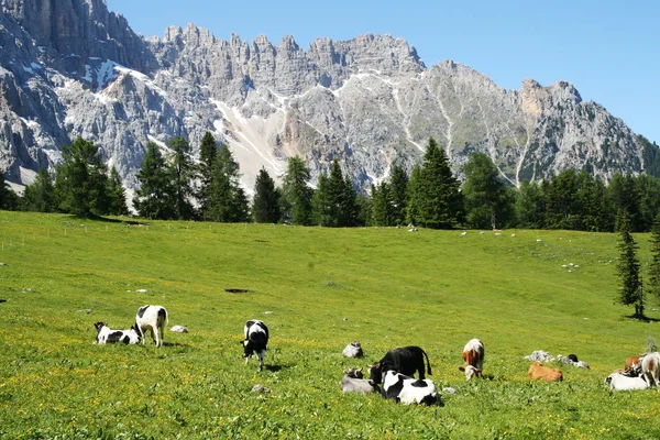Горное стадо коров, пасущихся на зеленой траве Стоковое Фото