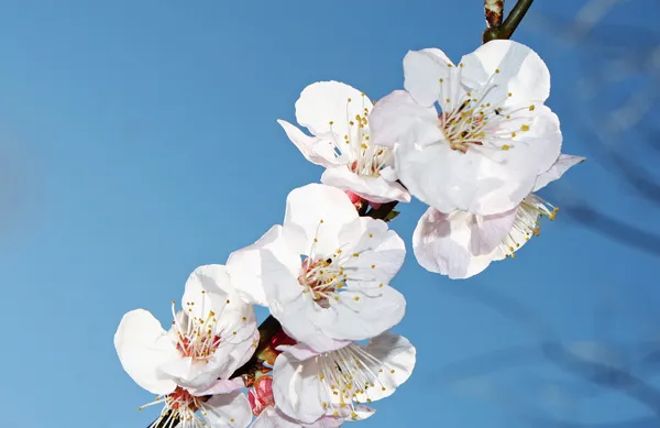 Rama con muchas flores de cerezo en primavera — Foto de Stock