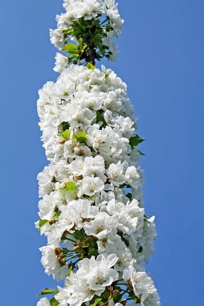 Белые цветы сакуры цветут весной на итальянских холмах — стоковое фото