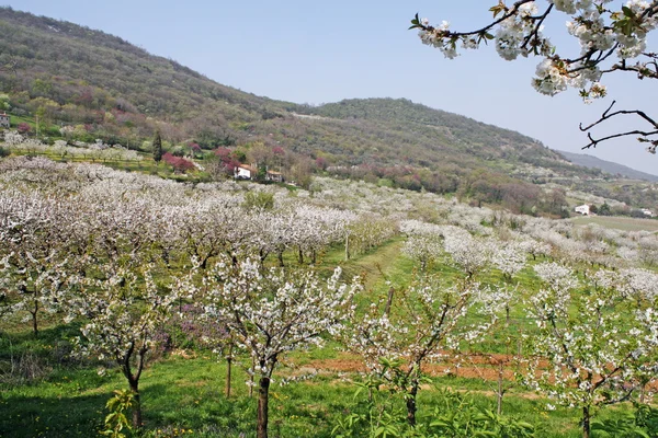 Белые цветы сакуры цветут весной на итальянских холмах — стоковое фото