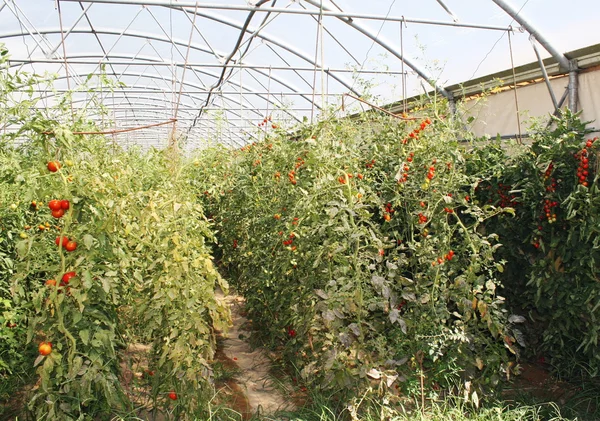 Tomates cerises rouges dans une serre en Italie — Photo