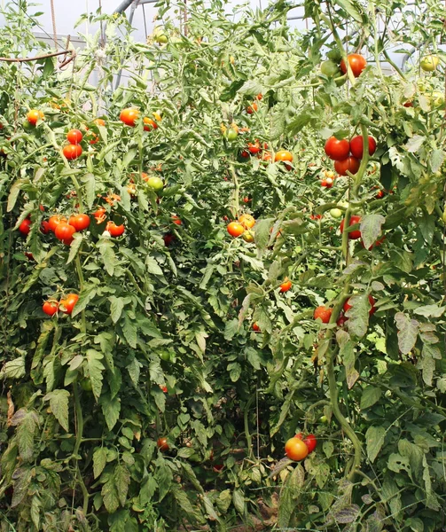 Red cherry rajčata ve skleníku v Itálii — Stock fotografie