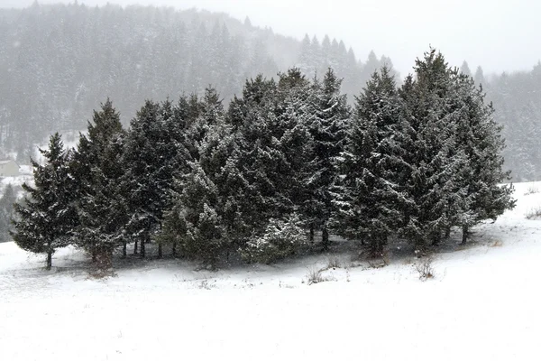 Горный пейзаж со снегом и деревьями зимой во время снегопада — стоковое фото