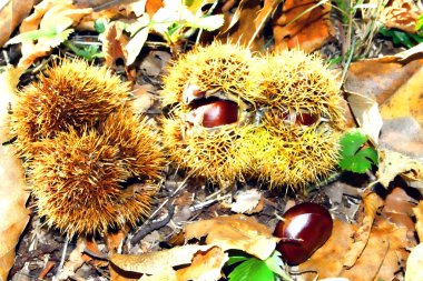 Yukarıda bir kirpi kestane siyah noktalı kırmızı uğur böceği