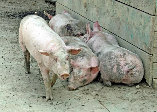 Свинарник на ферме со свиньями розового цвета — стоковое фото