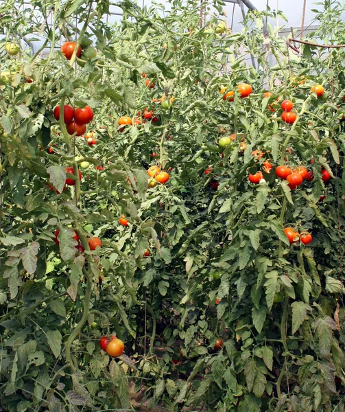 Tomates cereja vermelhos em uma estufa na Itália — Fotografia de Stock