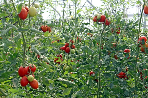 stock image Red cherry tomatoes in a greenhouse in Italy