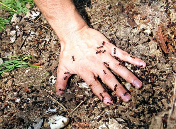 Baby's hand bedekt met gekartelde mieren — Stockfoto