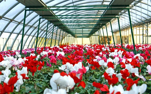 花バイオレットおよび温室のシクラメンの花器シリーズ — ストック写真