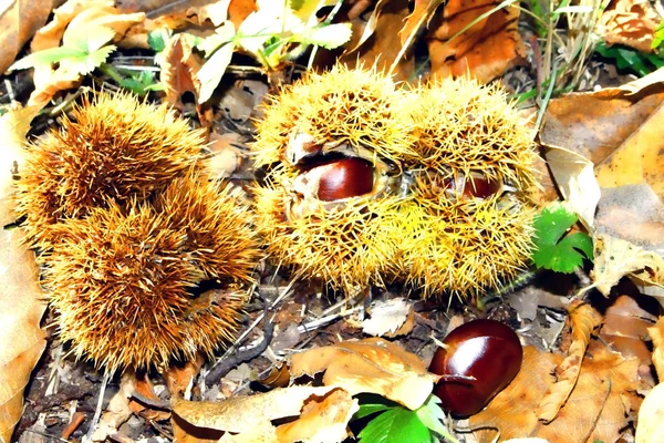 Ladybug red with black dots above a hedgehog of a chestnut — Stock Photo, Image