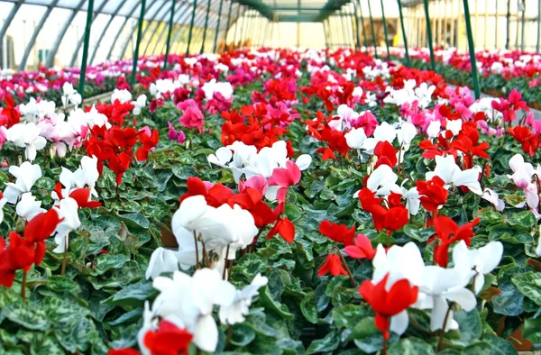 꽃 제비 꽃과 온실에 시 클 라 멘의 화병 시리즈 — 스톡 사진