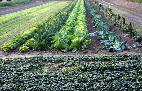 Cultivo de un campo de espinacas, brócoli y col — Foto de Stock