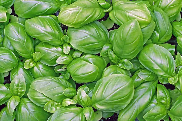 Zelené listy čerstvé bazalky, který je připraven k použití ve vaření — Stock fotografie