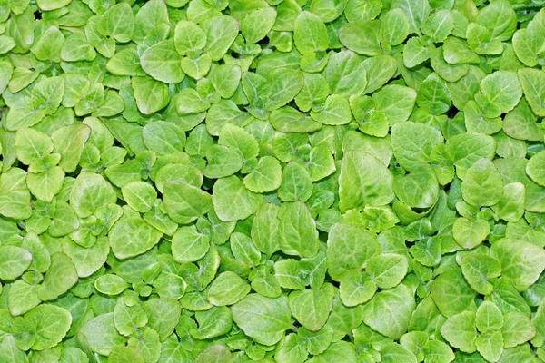 Продолжайте выращивать зеленые листья салата готовые к сбору — стоковое фото